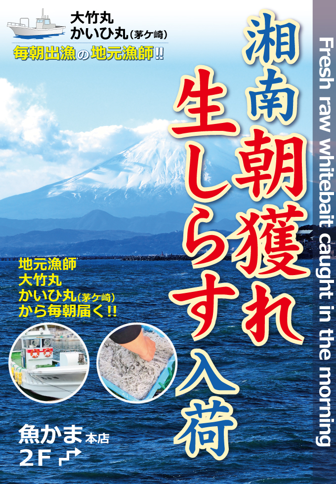 湘南しらす漁が解禁!!